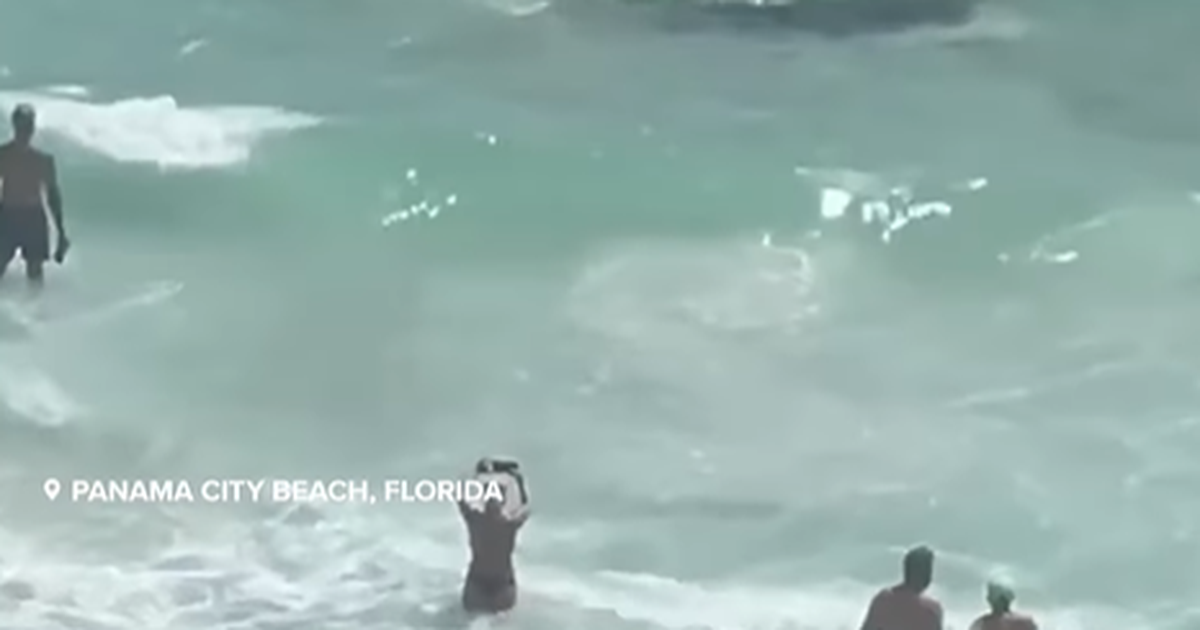 VIDEO   Betejë  peshkaqenësh në brigjet e Floridas  ja pamjet e kapura nga pushuesit