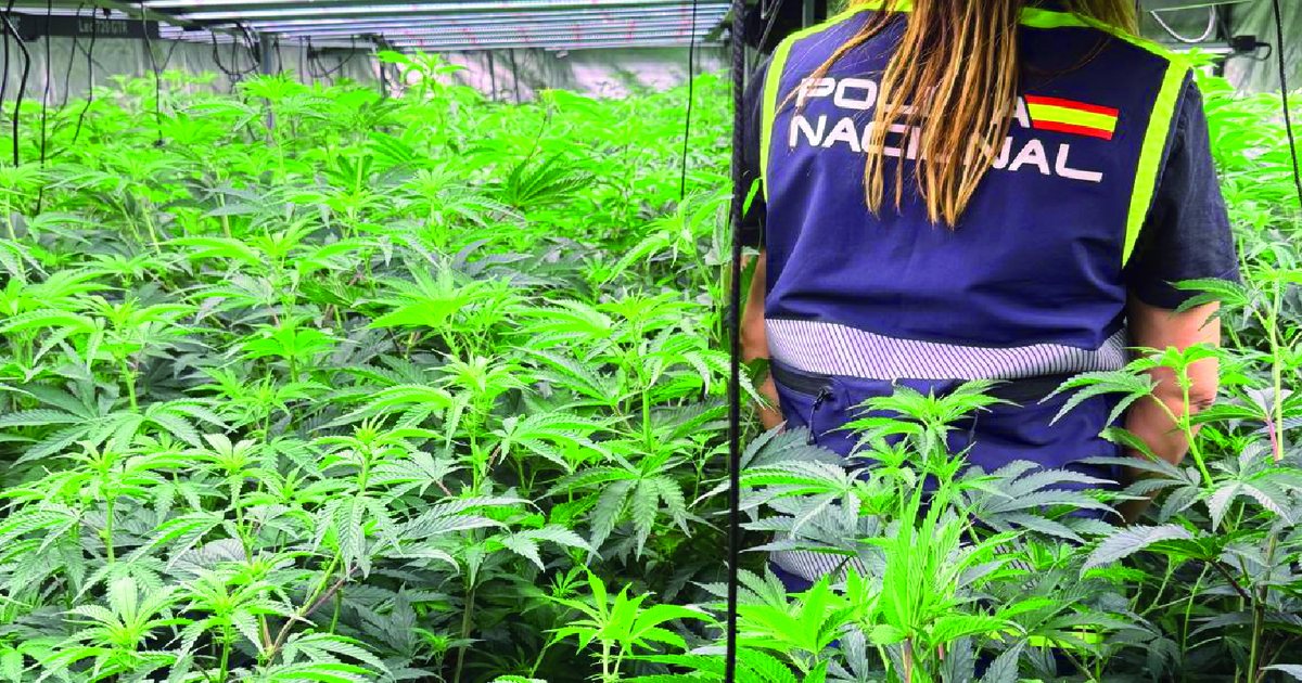 kultivonin-bime-narkotike-ne-disa-qytete-goditet-grupi-shqiptar-ne-spanje-shkaterrohen-kater-plantacione