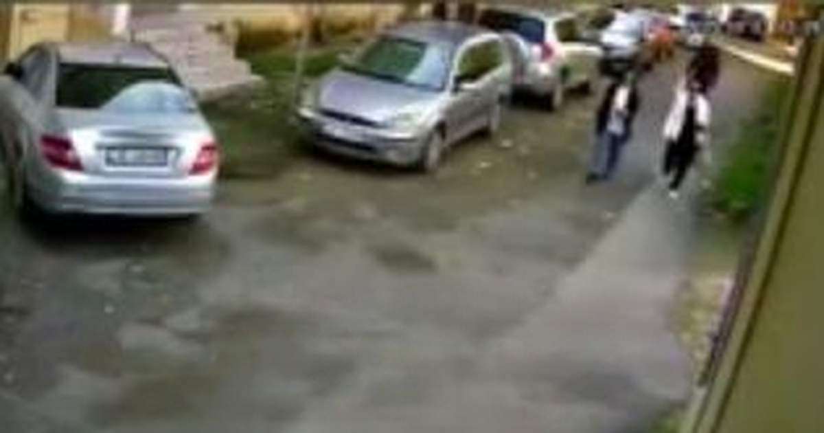 VIDEO TRONDTËSE  Skandal në Tiranë  qentë endacakë dhe me pronar bien viktima të helmimit  punonjëset e AMK së i përgatisin  kurthin  dhe e shpërndajnë në rrugë