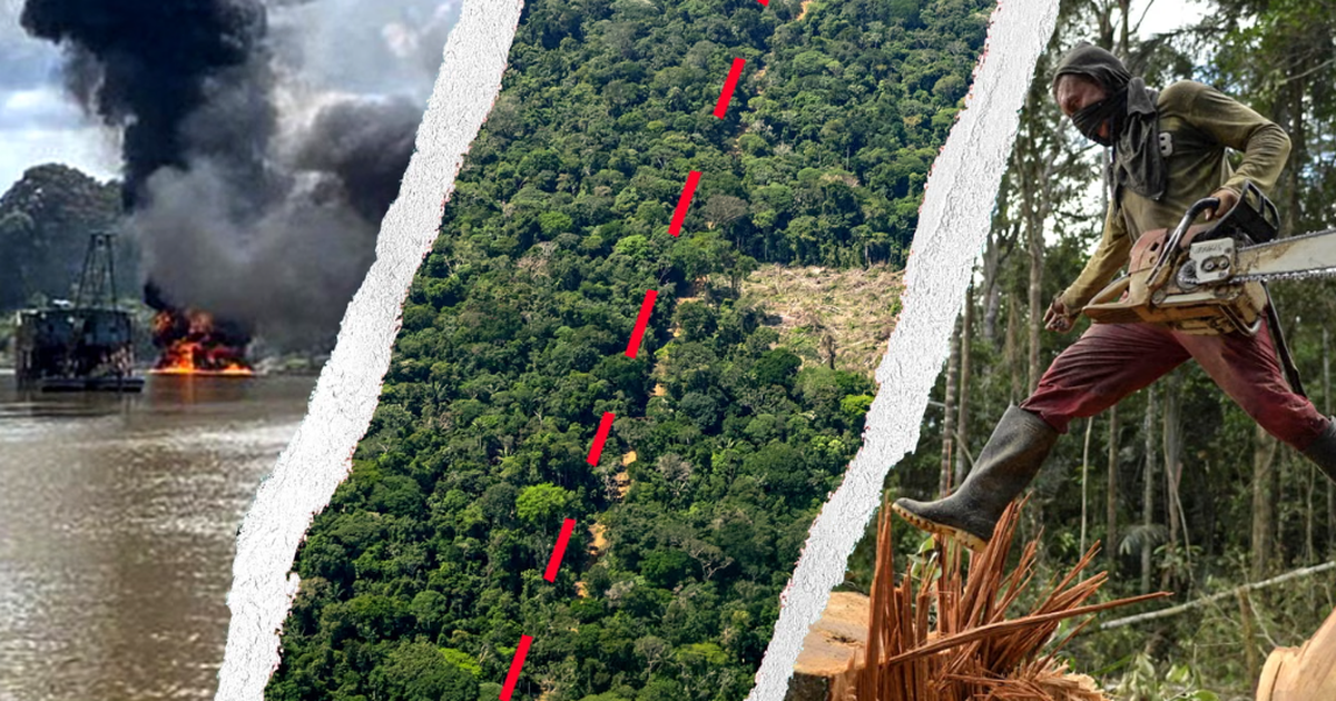  Kokainë  flori dhe mish  Krimi i organizuar dhe shkatërrimi i pyllit dalin jashtë kontrollit  Si Amazona e Kolumbisë u kthye në biznes për rrjetet kriminale