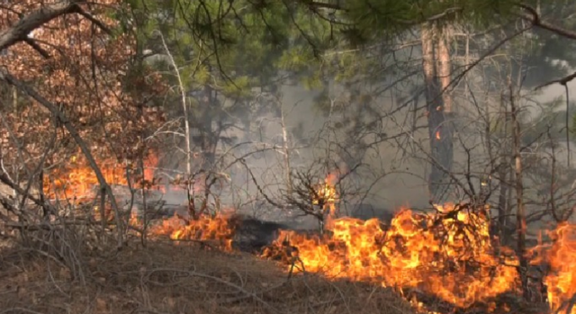 VIDEO/ Zjarr në Vlorë, përfshihet nga flakët pylli i