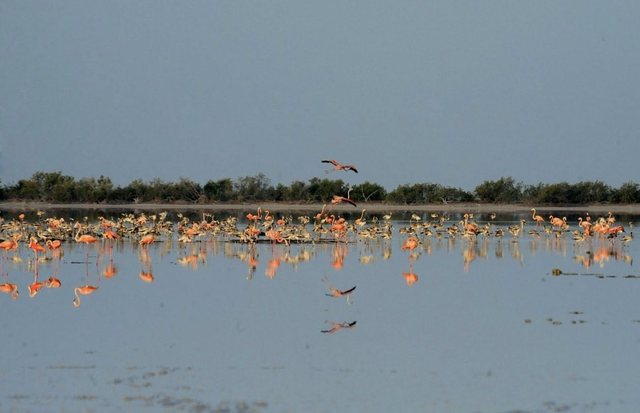 "Flamingot mes paqes s&euml; Bahamasit dhe sherrit t&euml;