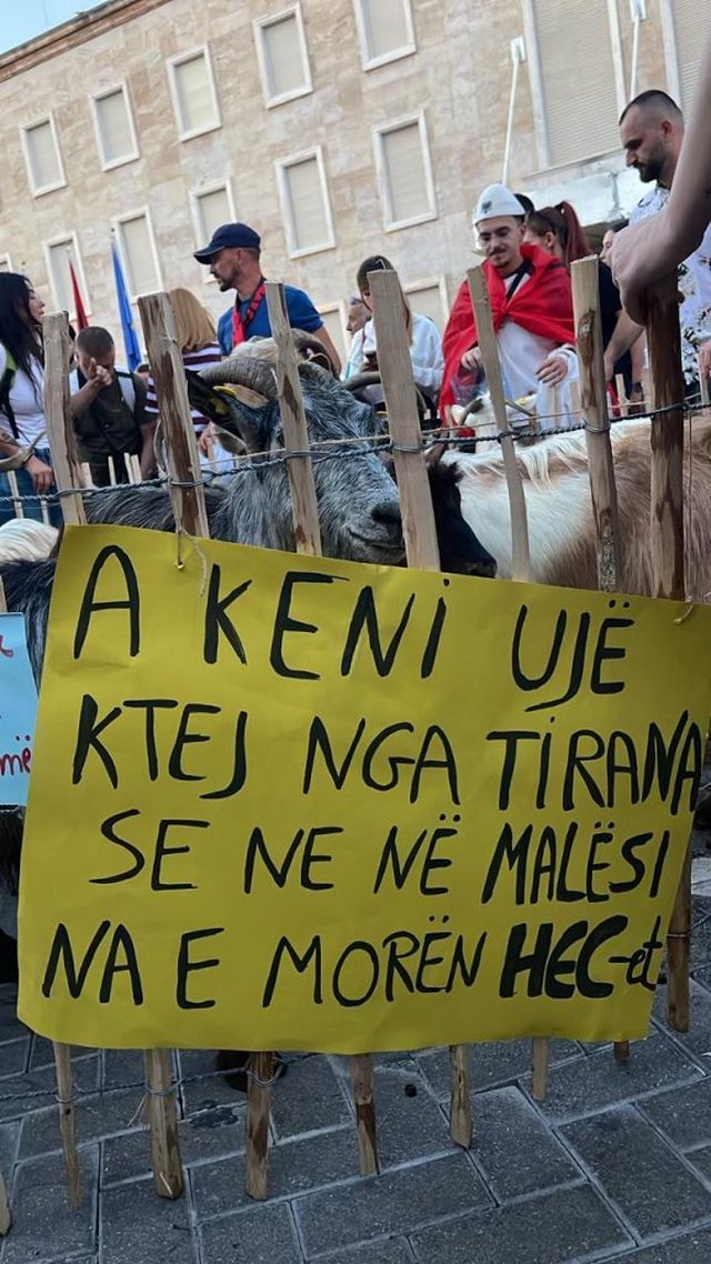 FOTOLAJM/ Dhitë 'i bashkohen' protestës: A keni ujë