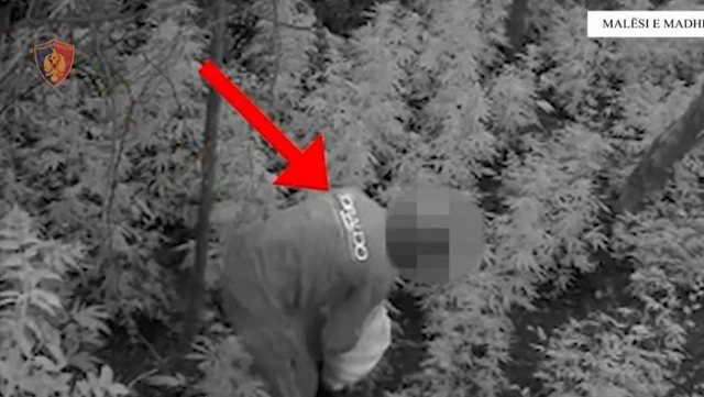 Mal&euml;si e Madhe/ Zbulohen 306 bim&euml; kanabisi, arrestohen dy autor&euml;t
