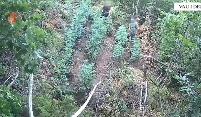 Operacioni antidrog&euml; n&euml; Vaun e Dej&euml;s/ N&euml; pranga mot&euml;r e