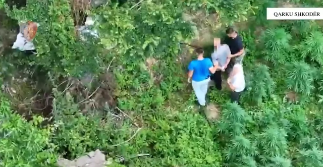 Mbi 2 mij&euml; bim&euml; kanabis/ Arrestohen dy persona n&euml; Shkod&euml;r,