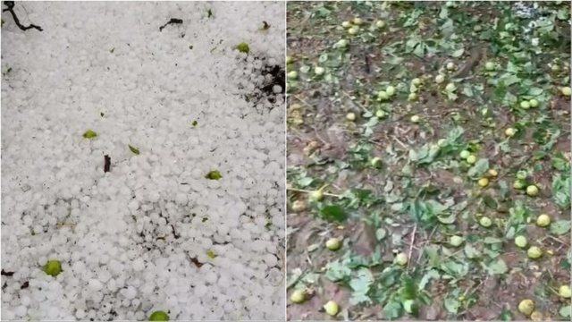 Stuhia e bresh&euml;rit n&euml; Zavalin&euml; shkakton d&euml;me t&euml;