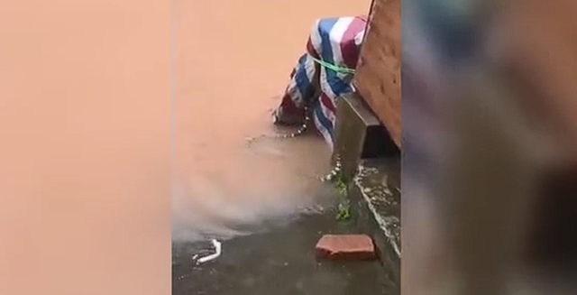 VIDEO/ Horror n&euml; Kin&euml;! P&euml;rmbytjet nxjerrin qindra gjarp&euml;rinj