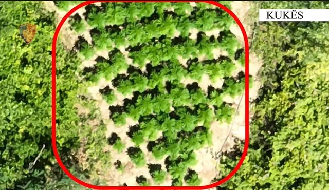 Policia zbulon parcel&euml; me 215 rr&euml;nj&euml; kanabis n&euml; Kuk&euml;s,