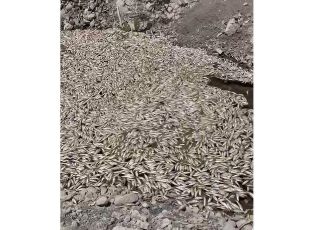 FOTO/ Katastrof&euml; mjedisore n&euml; Maliq! Ngordhje masive e peshqve n&euml;
