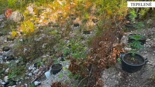 EMRI/ Kishte kultivuar bimë narkotike, në vazo, në mes të