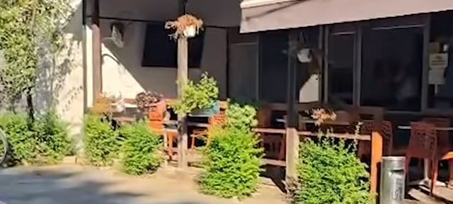 Sherr me thika n&euml; nj&euml; lokal n&euml; Shkallnur t&euml; Durr&euml;sit,