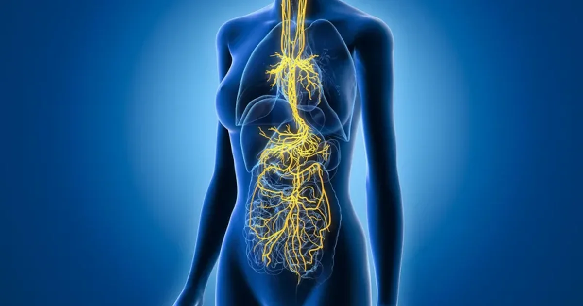 A mund të  stërvitet  nervi vagus  Sekreti i trupit që mund të ndihmojë në uljen e stresit
