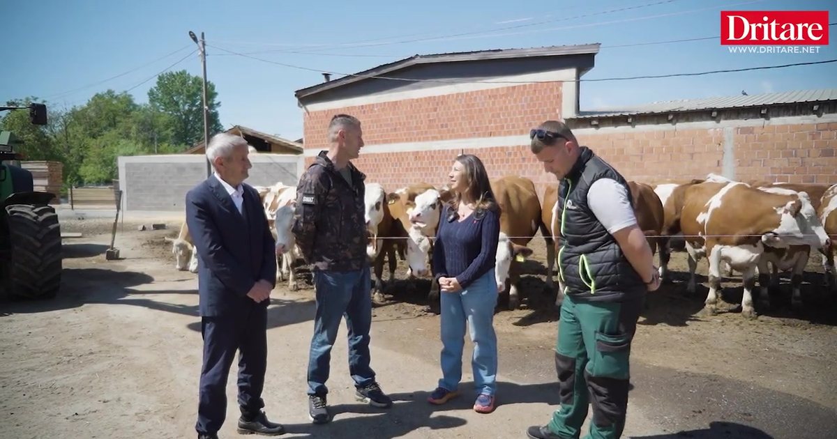 1000 lopë dhe një ëndërr shqiptare  Historia e Besi Farmers në Kosovë 