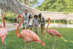Rama: Flamingot mes paqes s&euml; Bahamasit dhe sherrit t&euml; Tiran&euml;s