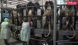 Si luftohet aflatoksina n&euml; fermat moderne shqiptare!