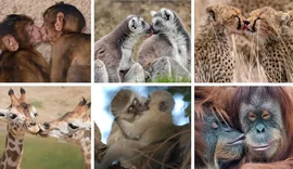 Shkencëtarët: Puthja e parë daton 21 milion vjet më