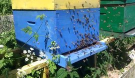 Çfarë fsheh ajri brenda koshereve të bletës? Të mirat