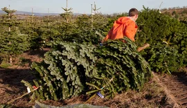 Pse këtë vit duhet të zgjedhës një pemë natyrale