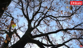 Misteri i lisit në Paftal, pse askush nuk guxoi ta presë për 250