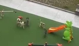 Banorja e Astirit denoncon n&euml; DritareTV: Qent&euml; endacak&euml; po na