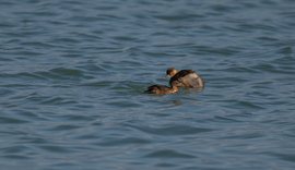 Censusi 2026/ Nga pelikani te &ccedil;afka, nis monitorimi i shpend&euml;ve