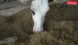 A ka bag&euml;ti n&euml; Shqip&euml;ri? Ja &ccedil;far&euml; thon&euml;