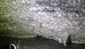 Zbulohet në kufirin Shqipëri–Greqi rrjeta më e madhe e