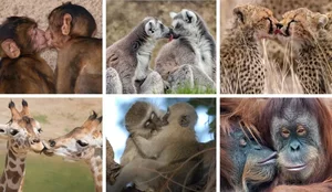 Shkencëtarët: Puthja e parë daton 21 milion vjet më