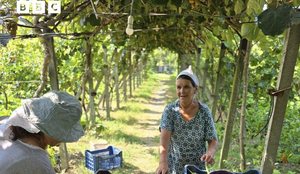 BBC: Si po ringjallet kuzhina shqiptare falë gjysheve