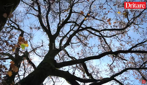 Misteri i lisit në Paftal, pse askush nuk guxoi ta presë për 250