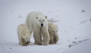 Rasti i pazakont&euml; q&euml; habiti shkenc&euml;tar&euml;t n&euml; Kanada,