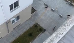 Banorja e Astirit denoncon n&euml; DritareTV: Qent&euml; endacak&euml; po na