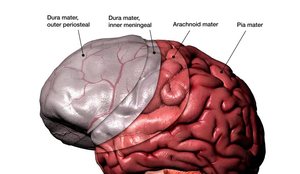 Studimi i ri: Ja si ndikon truri n&euml; sh&euml;ndetin imunitar!
