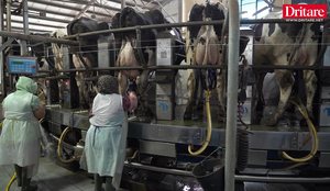 Si luftohet aflatoksina n&euml; fermat moderne shqiptare!