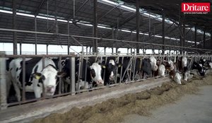 N&euml; ferm&euml;n me 1400 lop&euml; n&euml; Divjak&euml;!