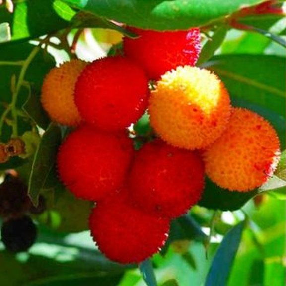 Në zemër të Beratit prodhohet “ari i