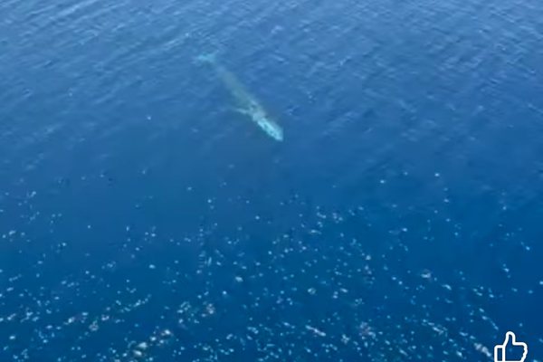 Balena e rrallë shfaqet pranë Karaburunit, një spektakël