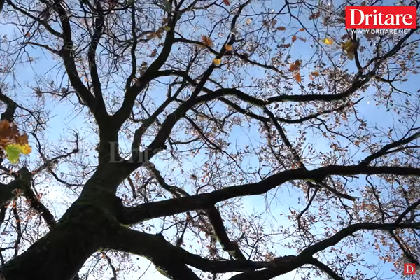 Misteri i lisit në Paftal, pse askush nuk guxoi ta presë për 250