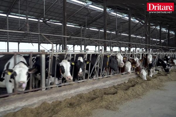 N&euml; ferm&euml;n me 1400 lop&euml; n&euml; Divjak&euml;!