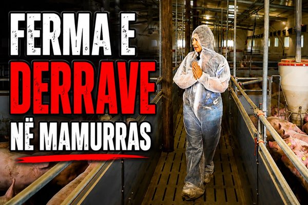 Brenda ferm&euml;s s&euml; derrave ku &euml;sht&euml; ndaluar hyrja! Ndodhet