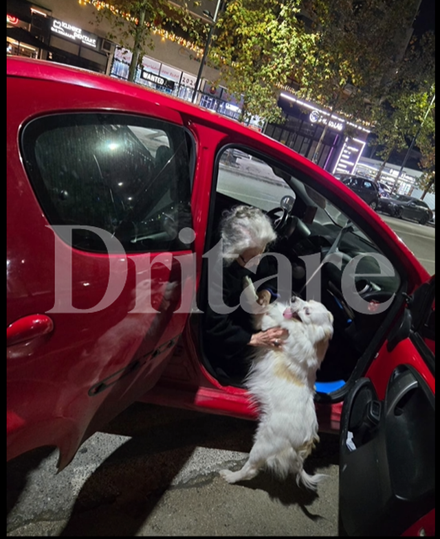 Vetëm qeni i qëndroi besnik. Strehohet nëna e braktisur në