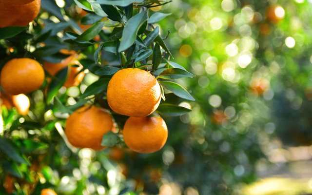 Prokuroria: Në treg nuk u hodhën 10 tonë mandarina, por mbi 21.