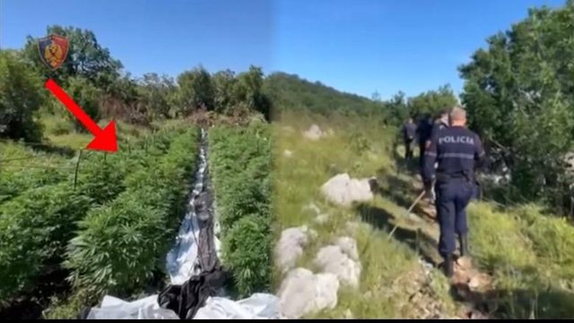 Sezoni i kanabisit/ Nis kontrolli nga ajri me 50 dronë, rikthehet edhe