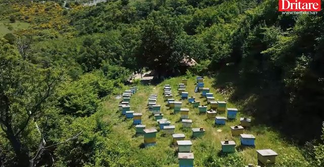 Mjalti i Zhapokikës, pasuria e artë e Beratit