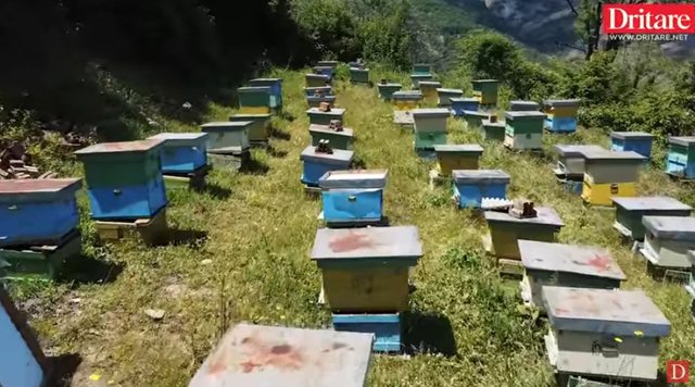 Zhapokika, fshati me tri familje dhe një minierë mjalti!