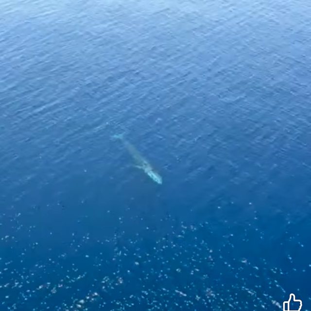 Balena e rrallë shfaqet pranë Karaburunit, një spektakël