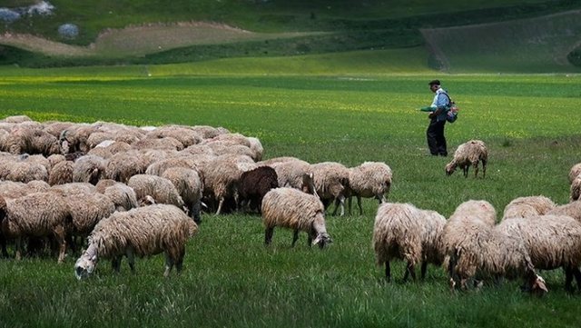 Veterineri: Ja si mund ta rikthejmë blegtorinë dhe të shmangim