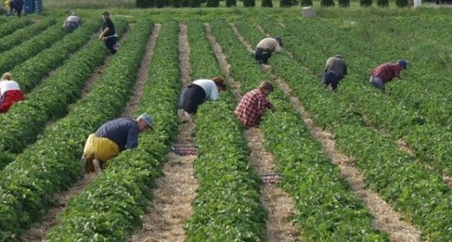 Fshatari i vetëm nuk e mban dot Shqipërinë me ushqim!