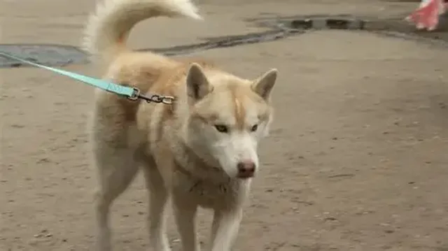 3 vite burg për ata që braktisin kafshët në rrugë